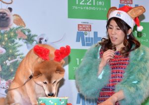 犬用のクリスマスケーキを味わう柴犬まる